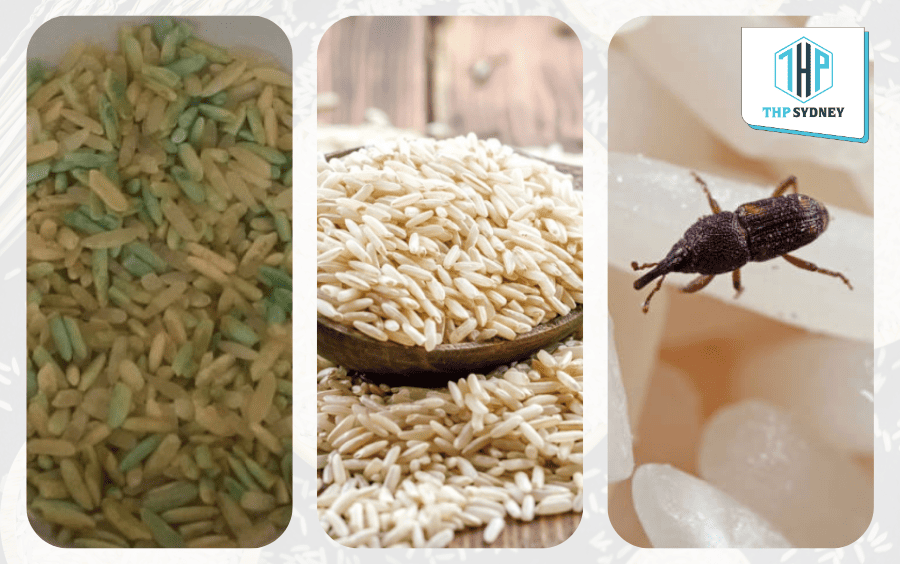 Nhận biết gạo hỏng thông qua các dấu hiệu trực quan