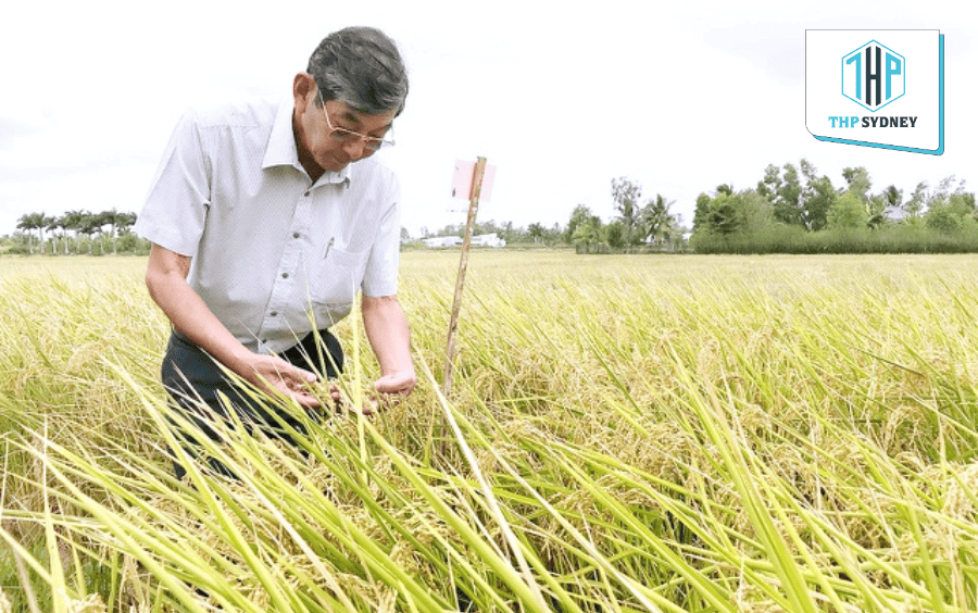 Kỹ sư Hồ Quang Cua - Cha đẻ giống lúa ST25 thơm ngon
