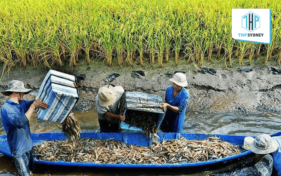 Mô hình lúa - tôm cho ra đời hạt gạo cực phẩm