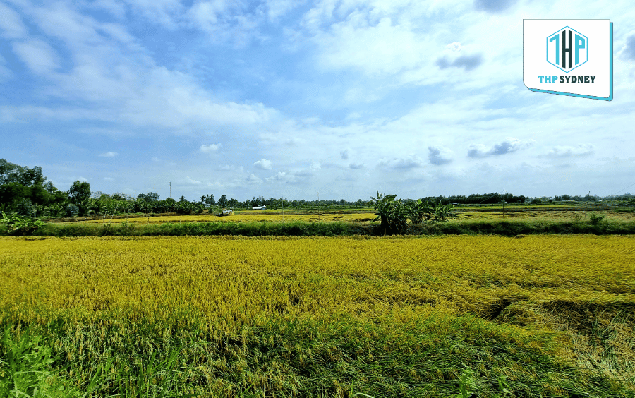 Gạo ST25 Tan Truong Xuan được canh tác theo mô hình lúa tôm