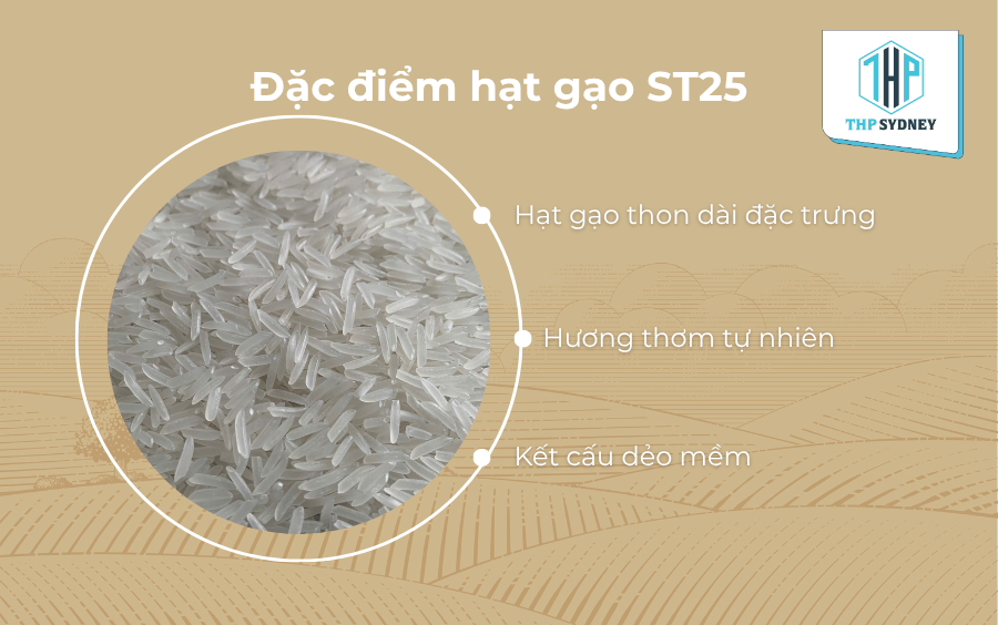 Gạo ST25 sở hữu nhiều đặc tính vượt trội