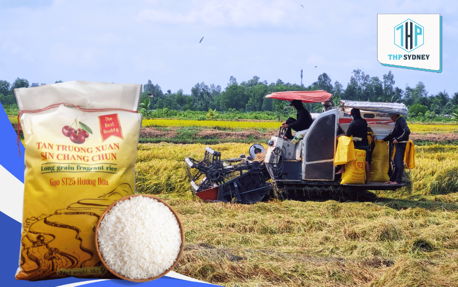 Quy trình sản xuất gạo ST25 Tan Truong Xuan