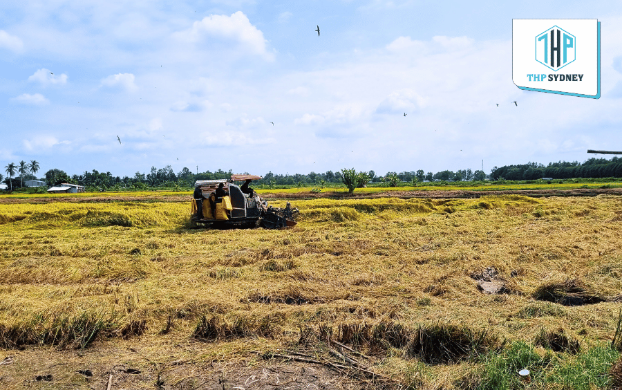 Thu hoạch lúa và trải qua quá trình sấy, xay xát hiện đại